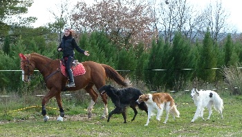 site de rencontre pour chien et maitre