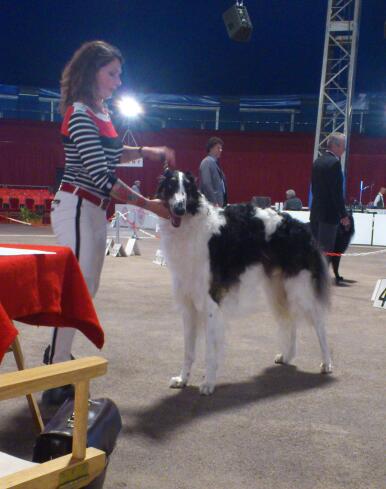 Folskoi-borzoi Des Svoras De La Centauresse