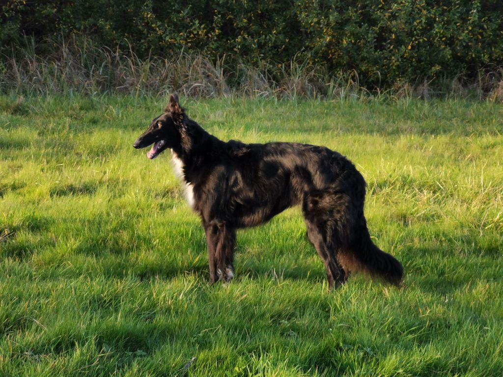 Noliko Des Svoras De La Centauresse