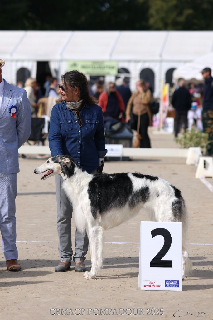 Silver steppe Des Svoras De La Centauresse