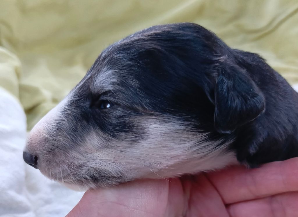 Des Svoras De La Centauresse - Chiots disponibles - Barzoi