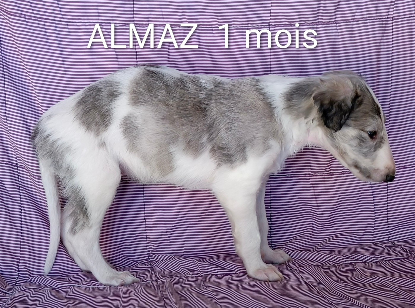 Des Svoras De La Centauresse - Chiots disponibles - Barzoi