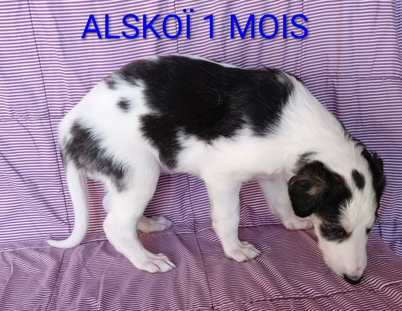 Des Svoras De La Centauresse - Chiots disponibles - Barzoi