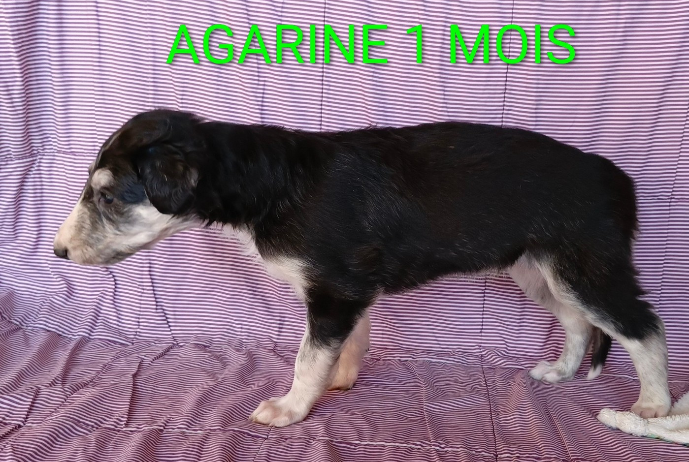 Des Svoras De La Centauresse - Chiots disponibles - Barzoi