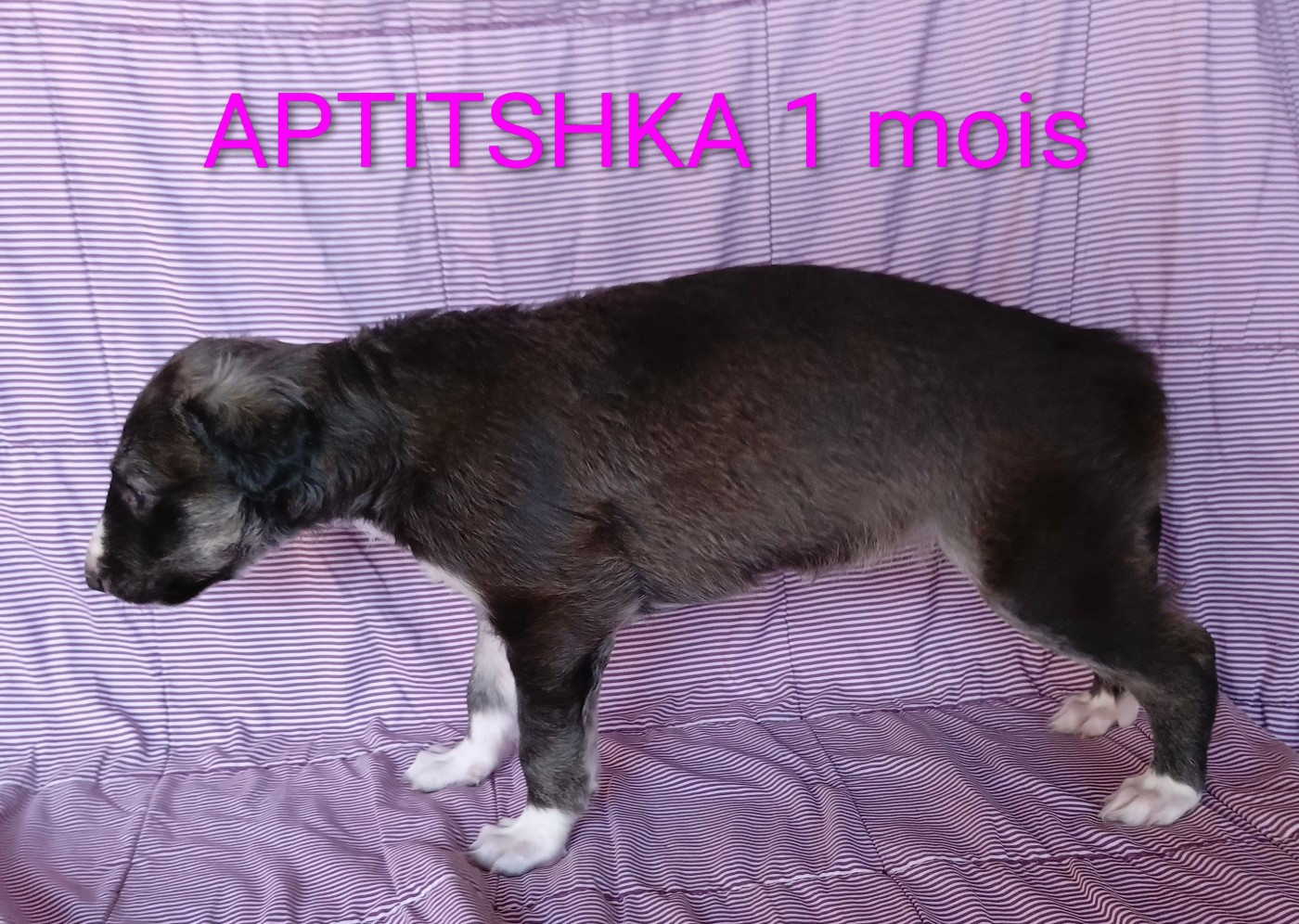 Des Svoras De La Centauresse - Chiots disponibles - Barzoi