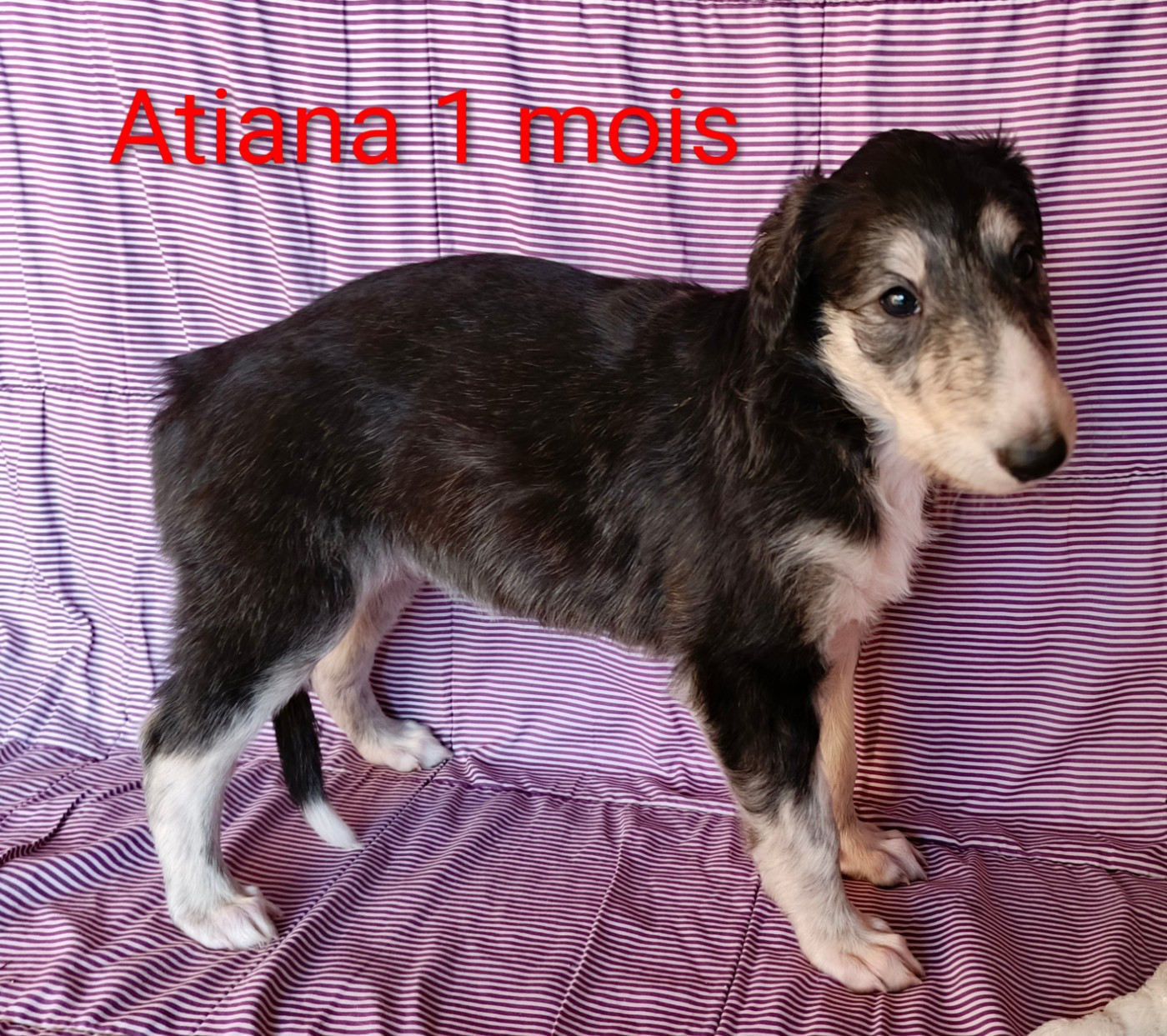 Des Svoras De La Centauresse - Chiots disponibles - Barzoi