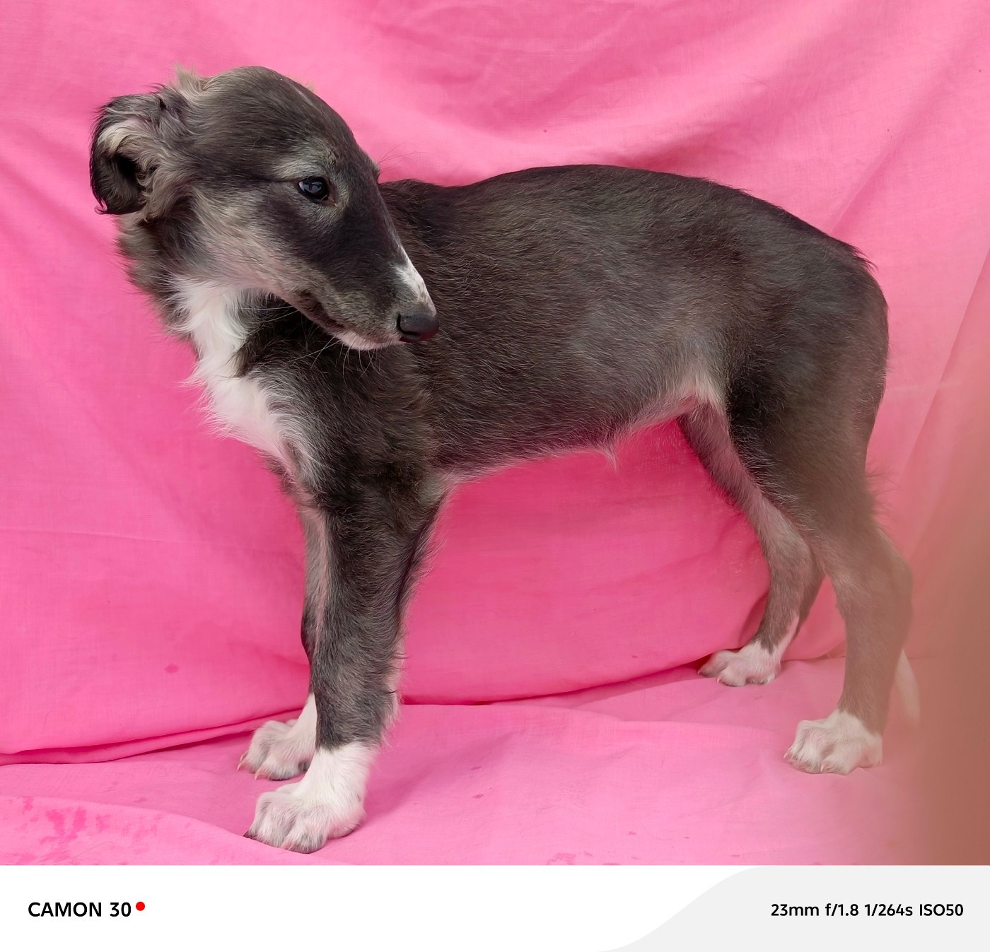 Des Svoras De La Centauresse - Chiots disponibles - Barzoi