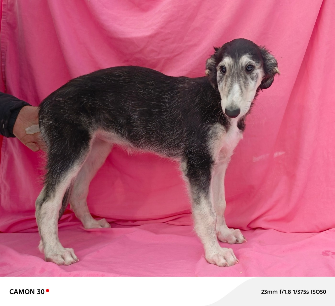 Des Svoras De La Centauresse - Chiots disponibles - Barzoi