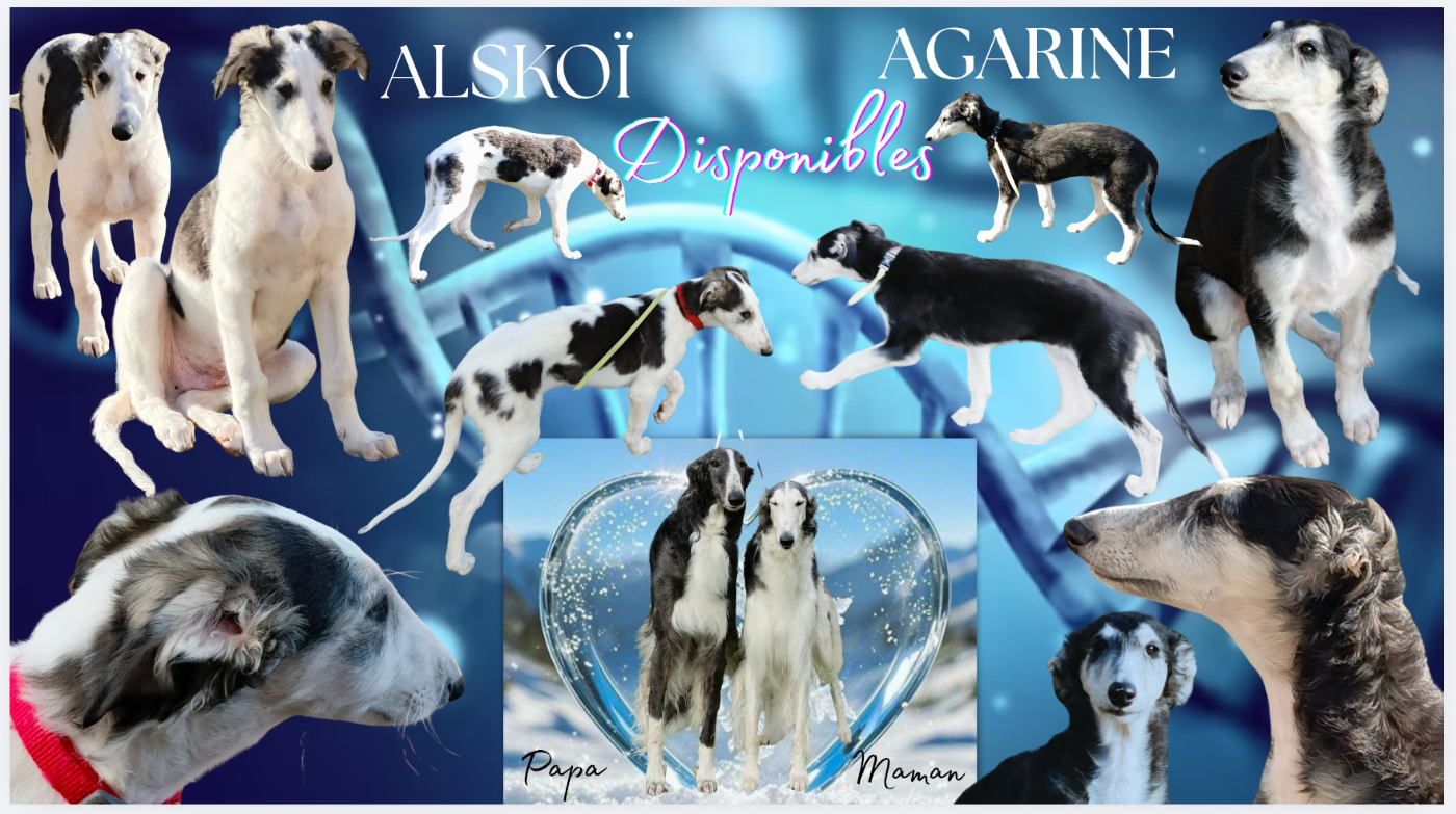 Des Svoras De La Centauresse - Barzoi - Portée née le 12/11/2025