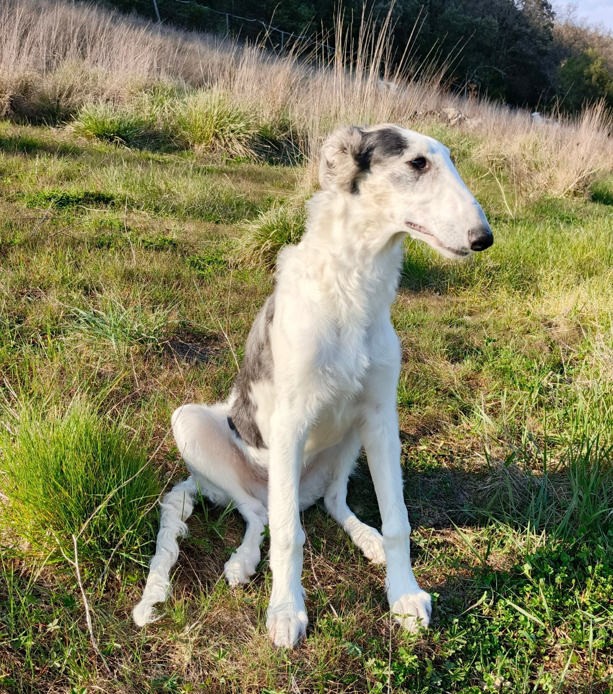 Des Svoras De La Centauresse - Chiots disponibles - Barzoi