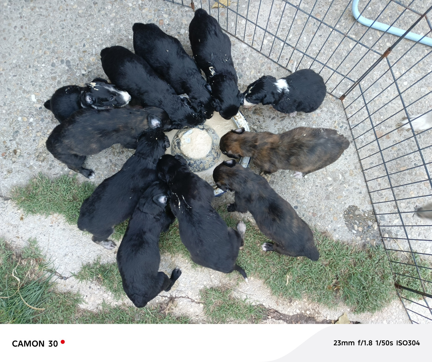 Chiot Barzoi Des Svoras De La Centauresse