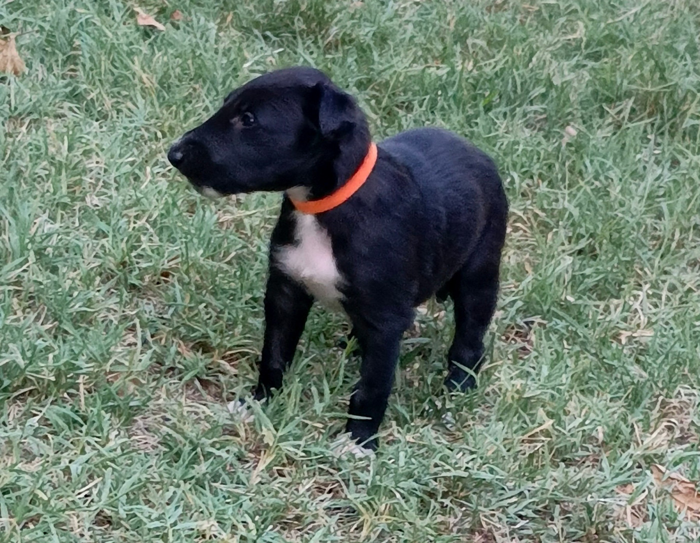 Des Svoras De La Centauresse - Chiots disponibles - Barzoi