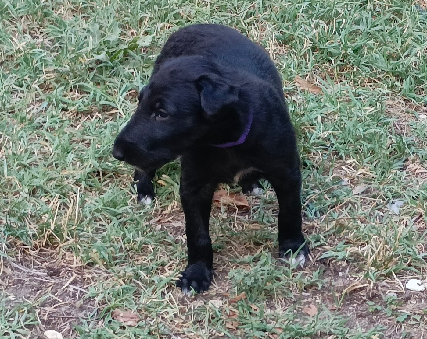 Des Svoras De La Centauresse - Chiots disponibles - Barzoi