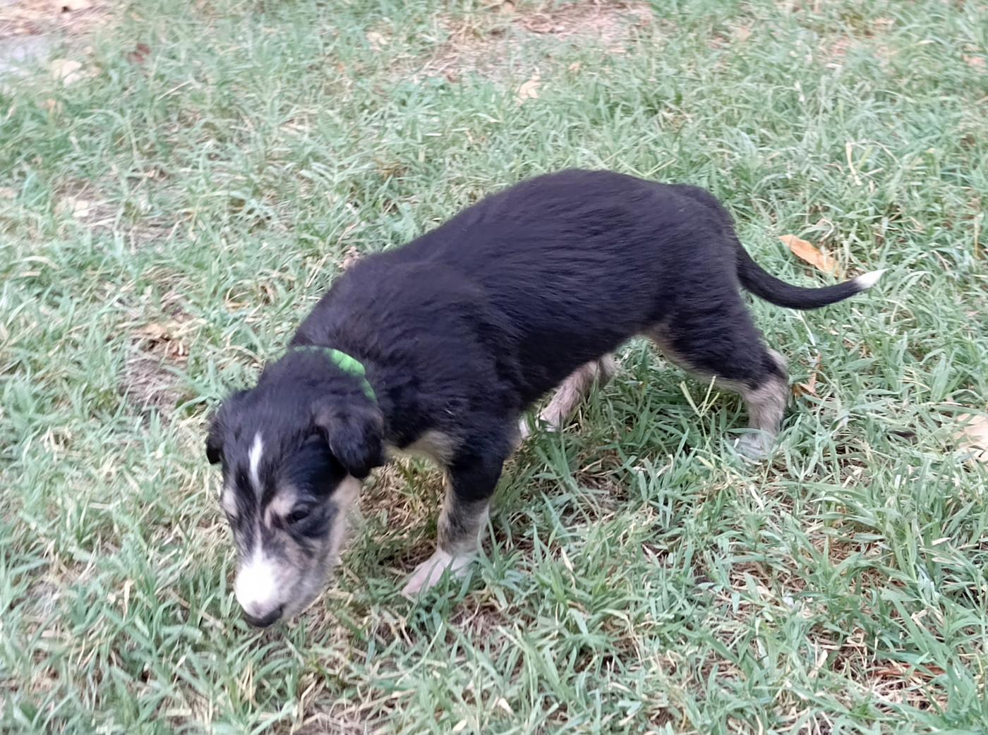 Des Svoras De La Centauresse - Chiots disponibles - Barzoi