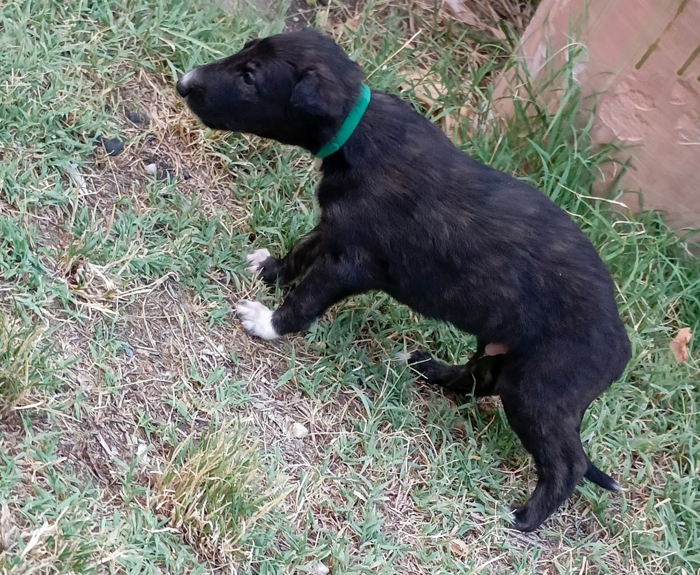 Des Svoras De La Centauresse - Chiots disponibles - Barzoi