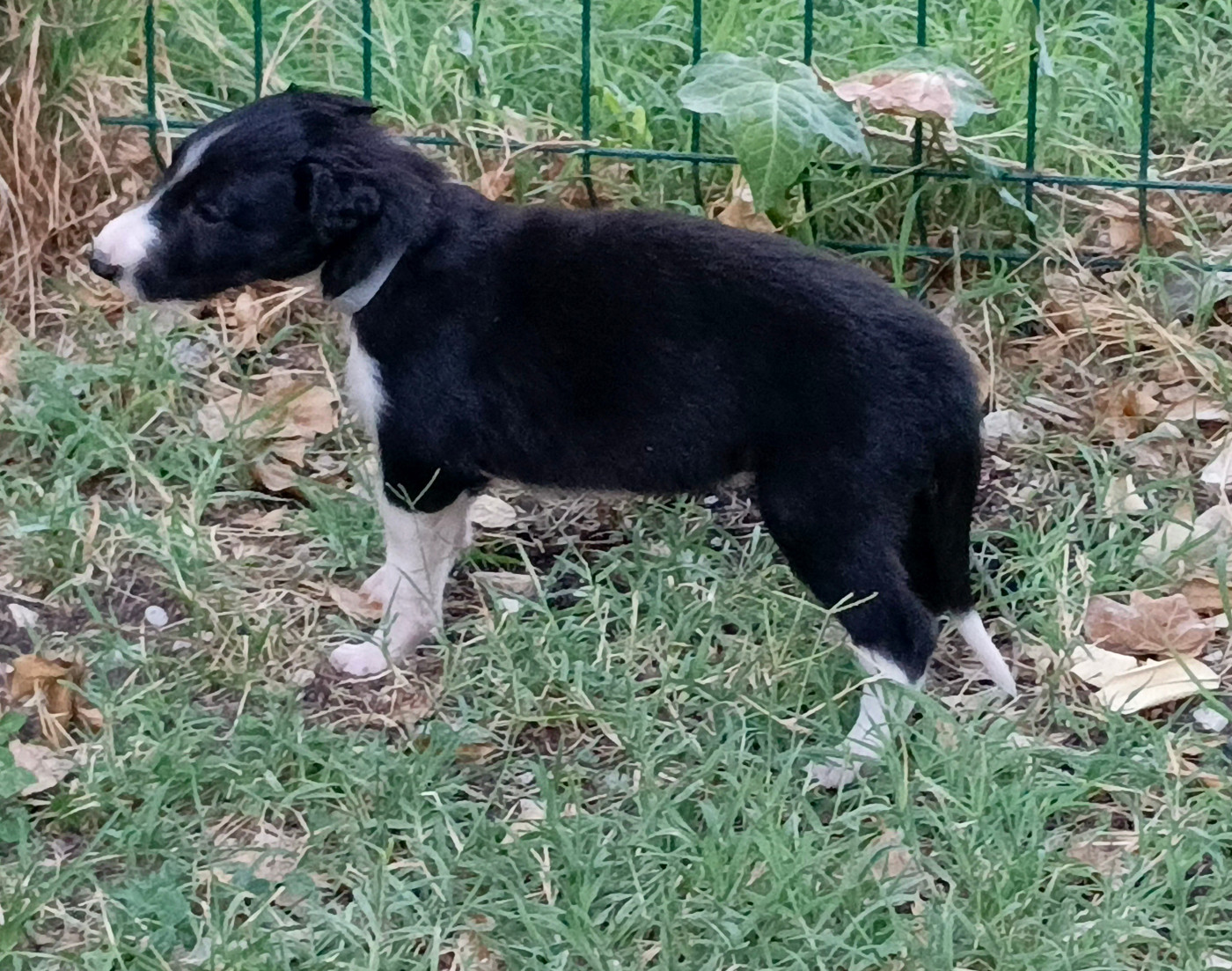 Des Svoras De La Centauresse - Chiots disponibles - Barzoi