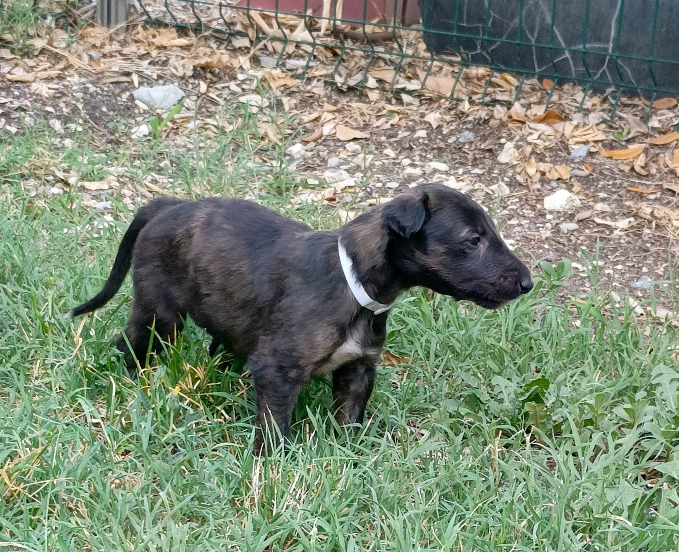 Des Svoras De La Centauresse - Chiots disponibles - Barzoi