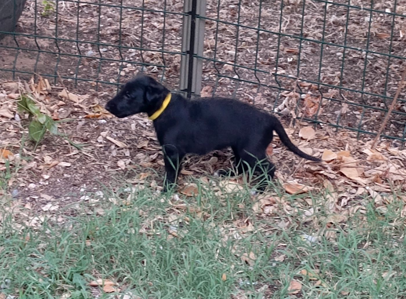 Des Svoras De La Centauresse - Chiots disponibles - Barzoi