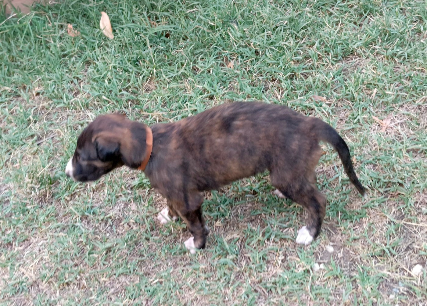 Des Svoras De La Centauresse - Chiots disponibles - Barzoi
