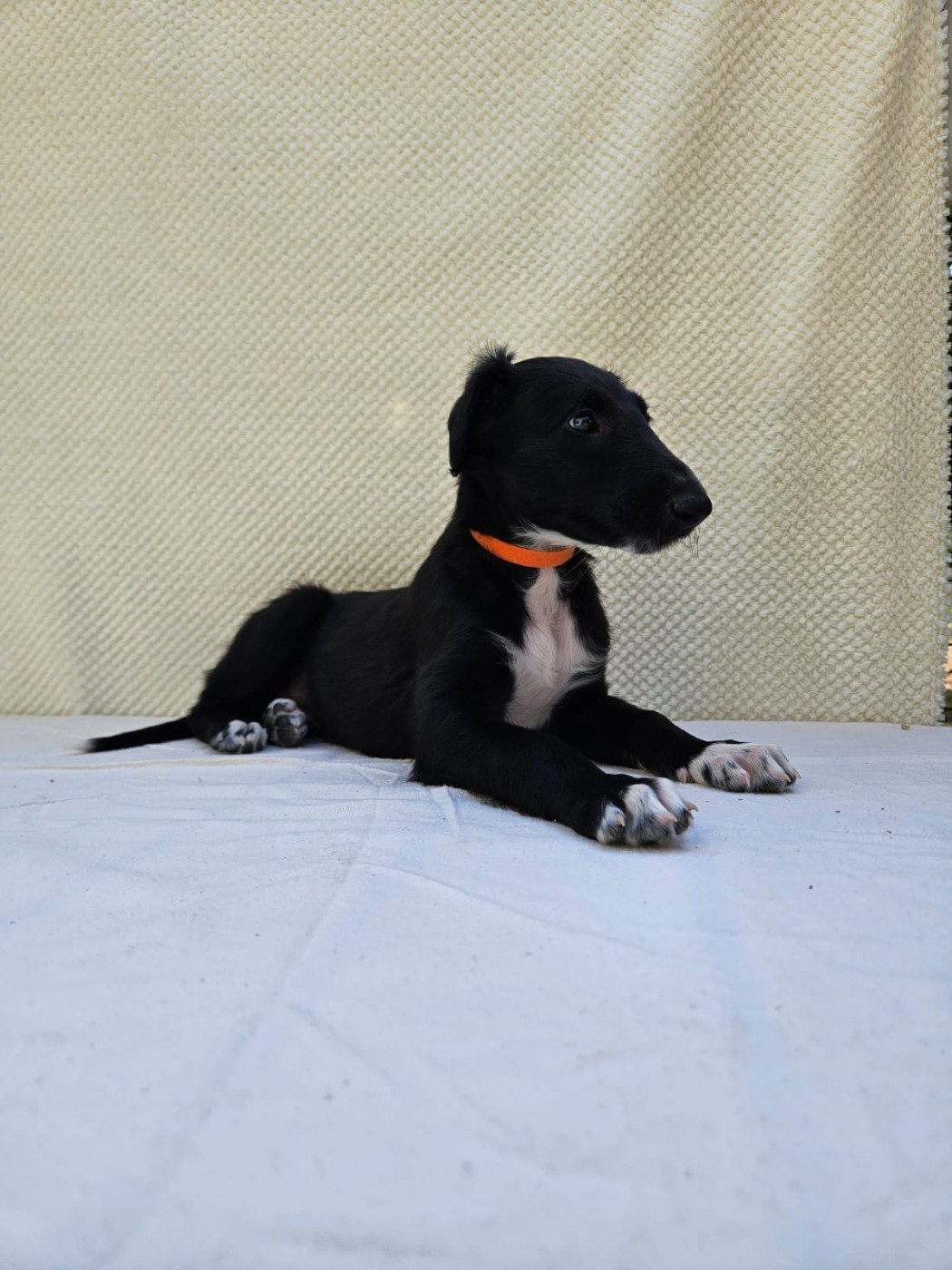 Des Svoras De La Centauresse - Chiots disponibles - Barzoi