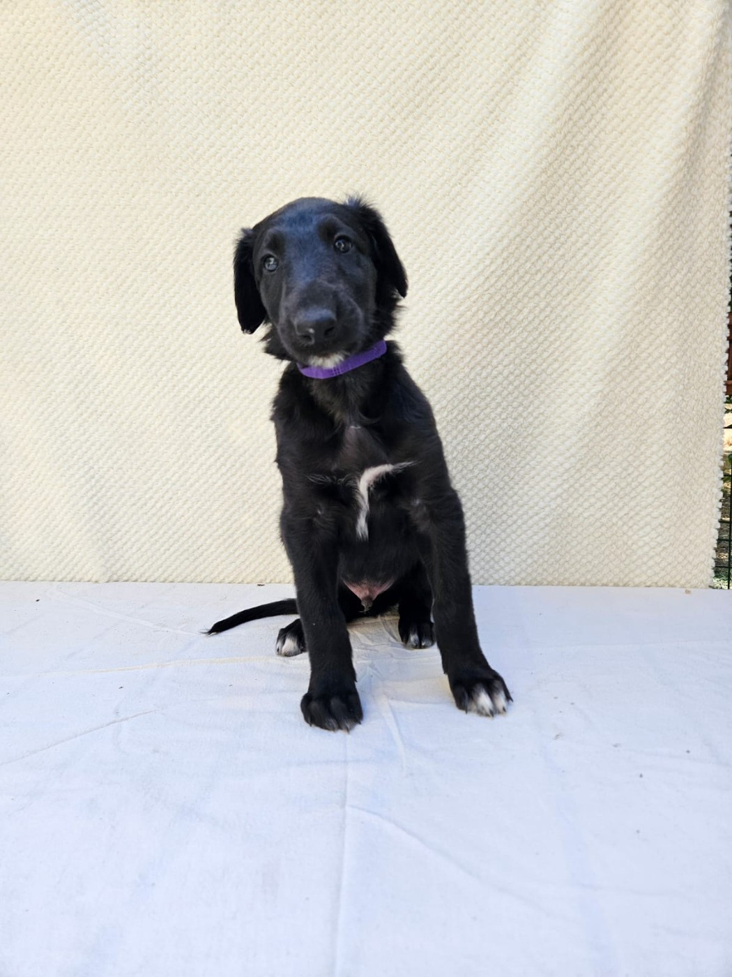 Des Svoras De La Centauresse - Chiots disponibles - Barzoi