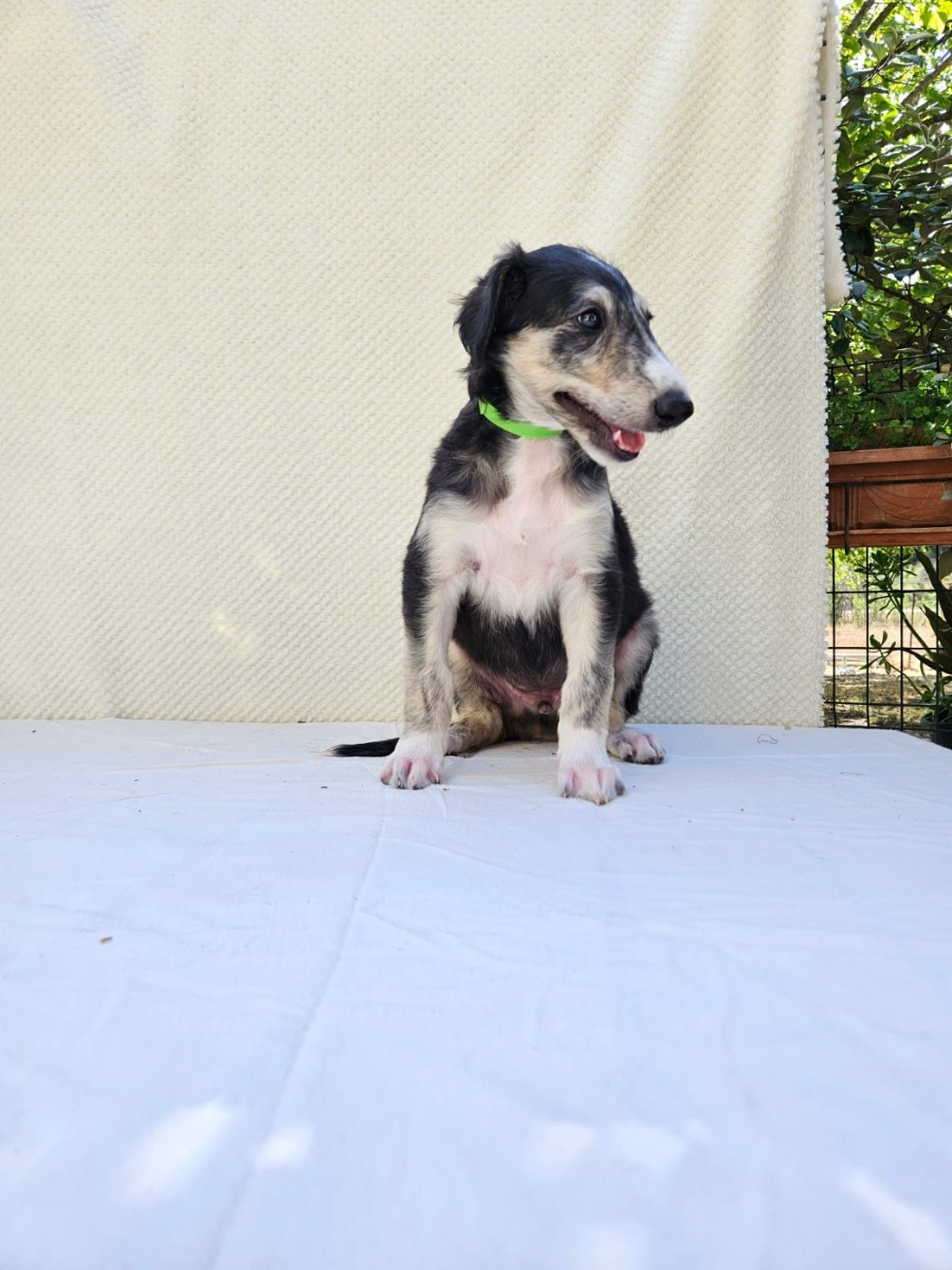 Des Svoras De La Centauresse - Chiots disponibles - Barzoi