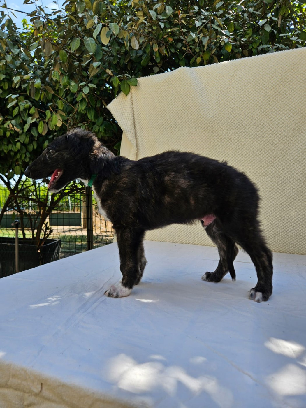 Des Svoras De La Centauresse - Chiots disponibles - Barzoi