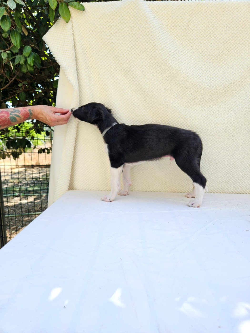 Des Svoras De La Centauresse - Chiots disponibles - Barzoi