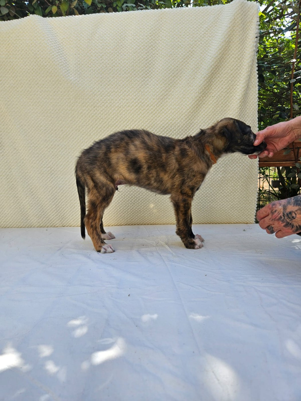 Des Svoras De La Centauresse - Chiots disponibles - Barzoi