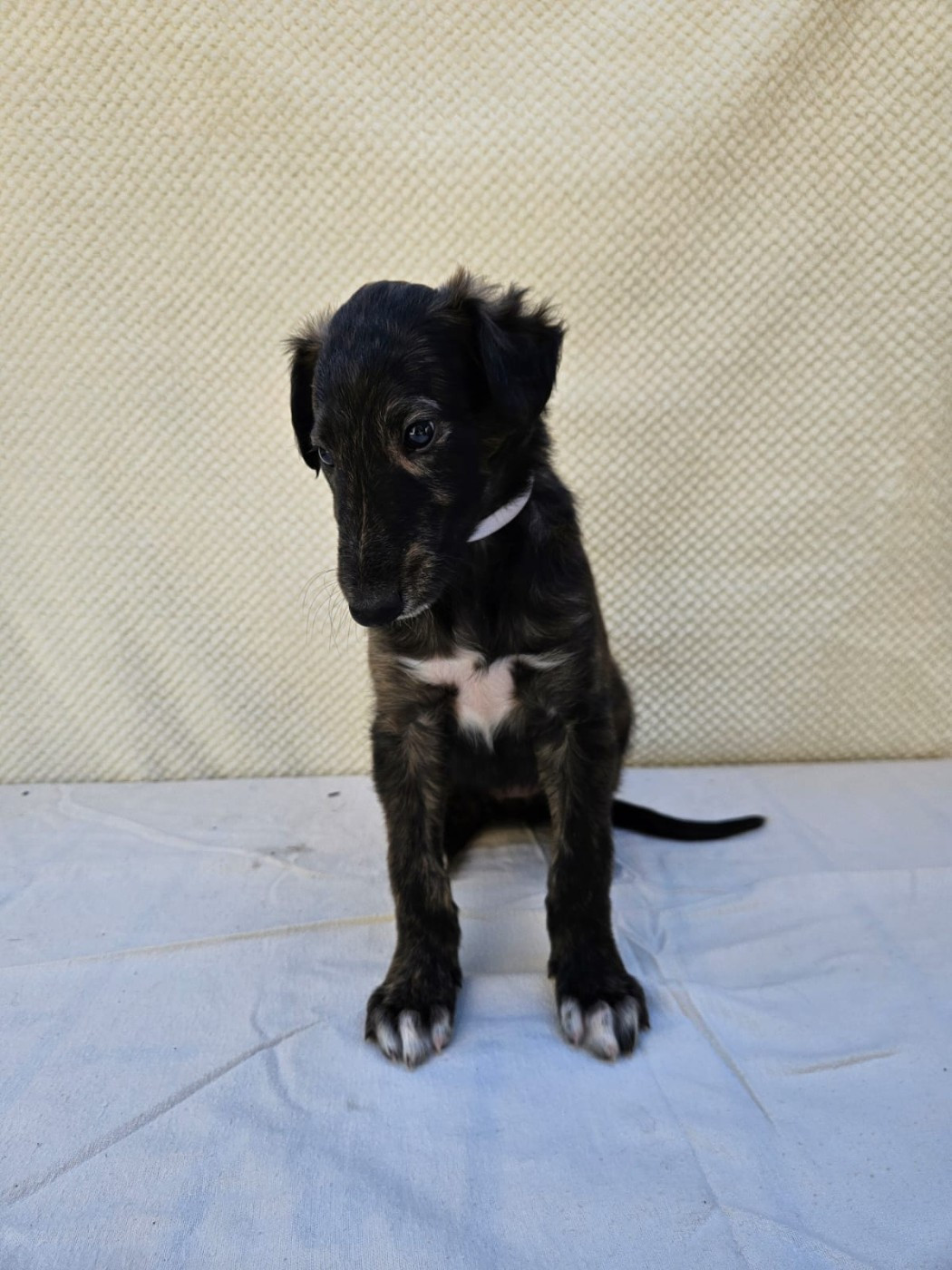 Des Svoras De La Centauresse - Chiots disponibles - Barzoi