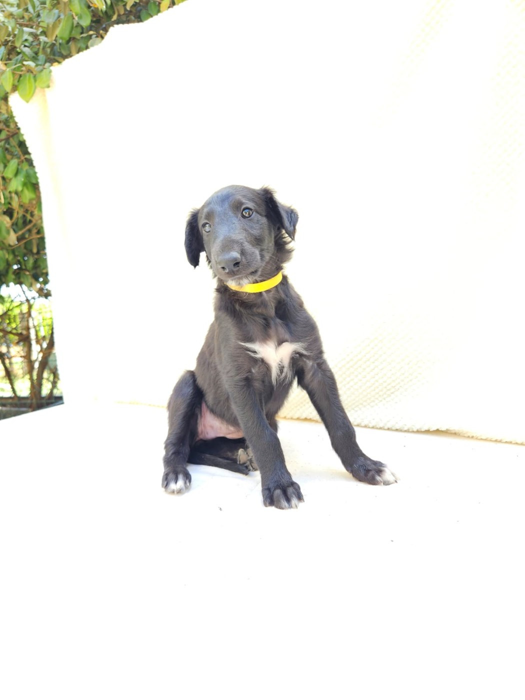 Des Svoras De La Centauresse - Chiots disponibles - Barzoi