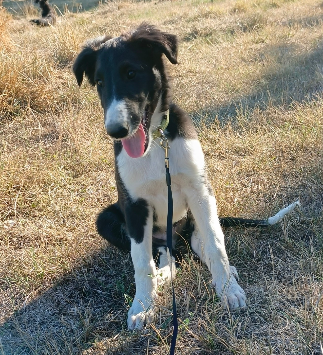 Des Svoras De La Centauresse - Chiots disponibles - Barzoi