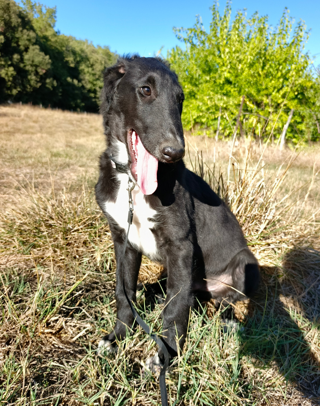 Des Svoras De La Centauresse - Chiots disponibles - Barzoi