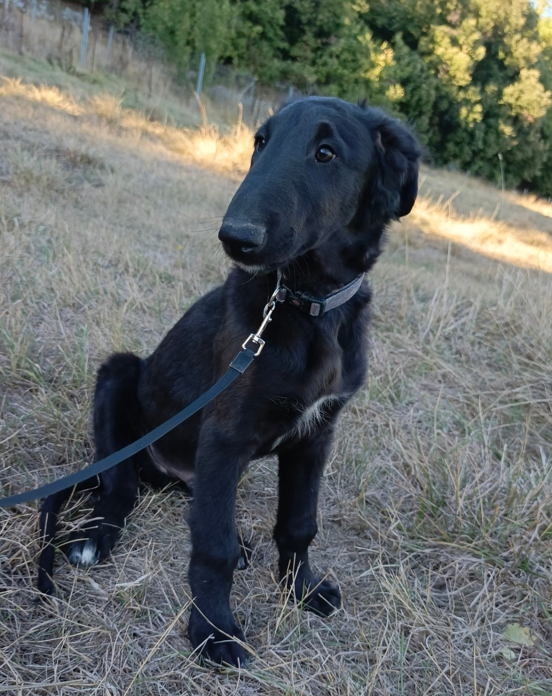 Des Svoras De La Centauresse - Chiots disponibles - Barzoi