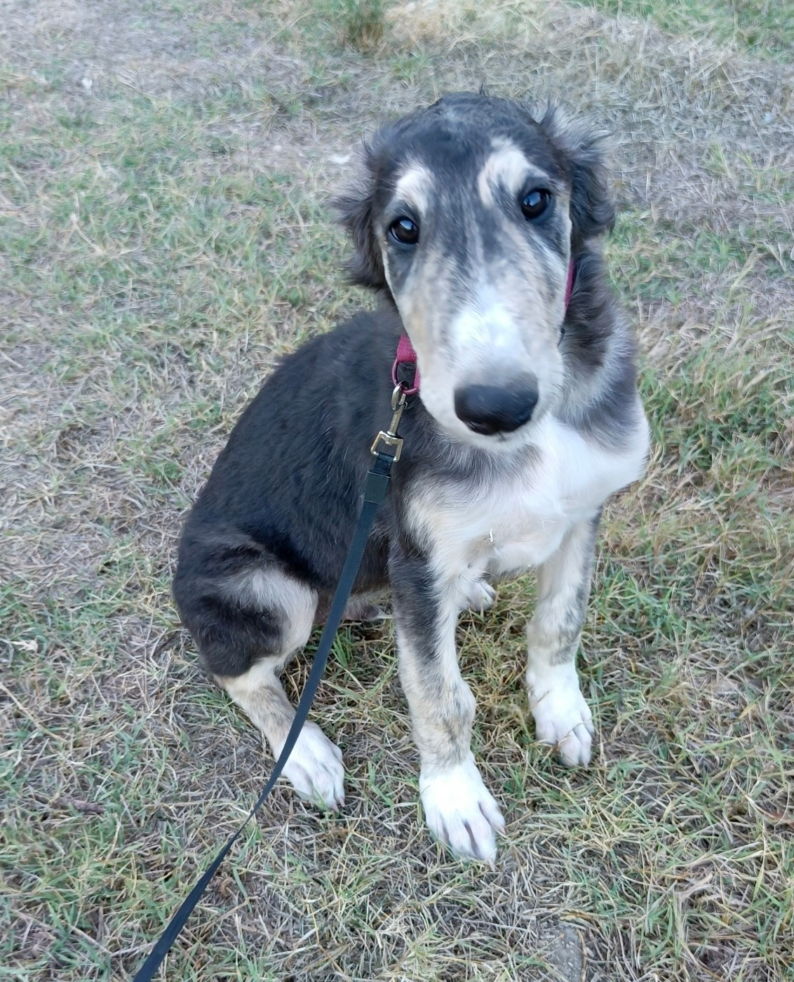 Des Svoras De La Centauresse - Chiots disponibles - Barzoi
