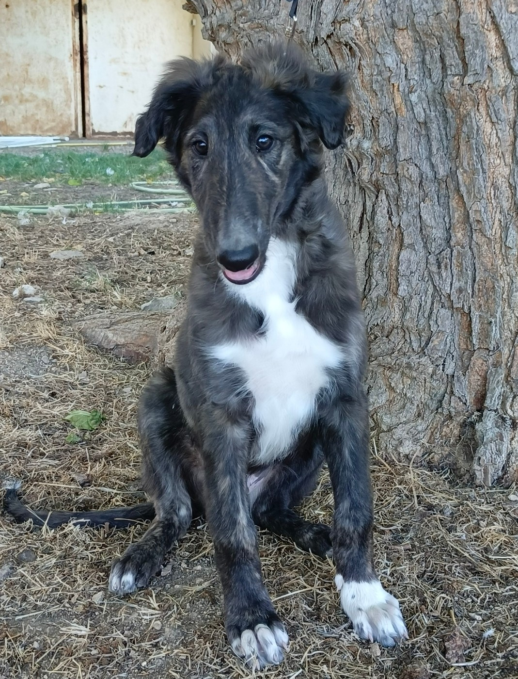 Des Svoras De La Centauresse - Chiots disponibles - Barzoi