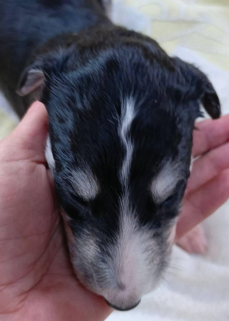 Des Svoras De La Centauresse - Chiots disponibles - Barzoi