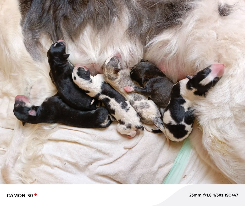 Chiot Barzoi Des Svoras De La Centauresse