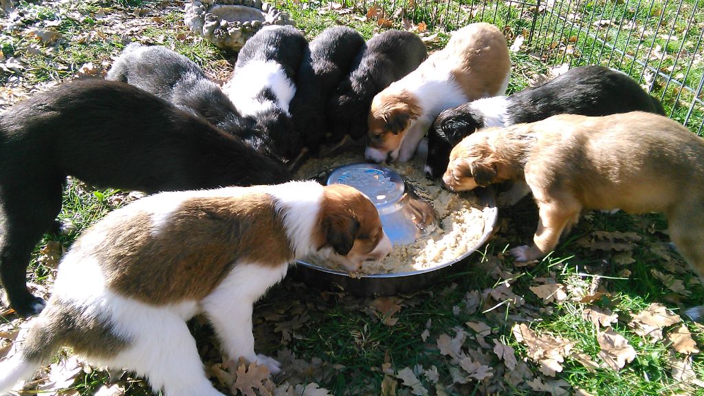 Chiot Barzoi Des Svoras De La Centauresse