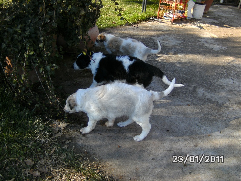 Des Svoras De La Centauresse - Barzoi - Portée née le 18/12/2010