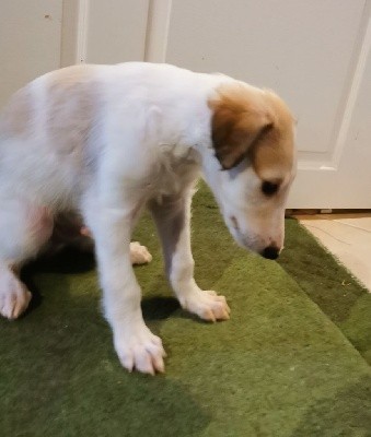 CHIOT
