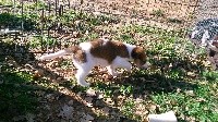 CHIOT