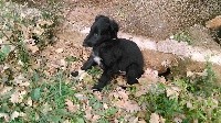 CHIOT