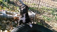 CHIOT