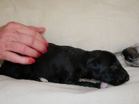 CHIOT