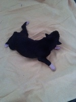 CHIOT