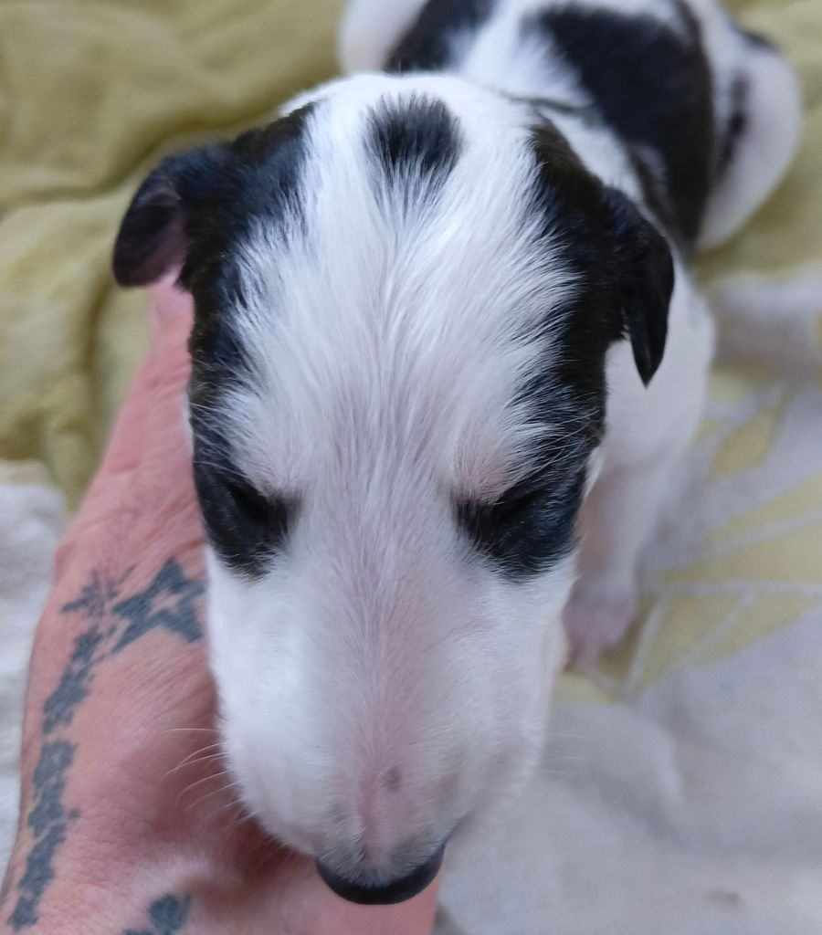 Des Svoras De La Centauresse - Chiots disponibles - Barzoi