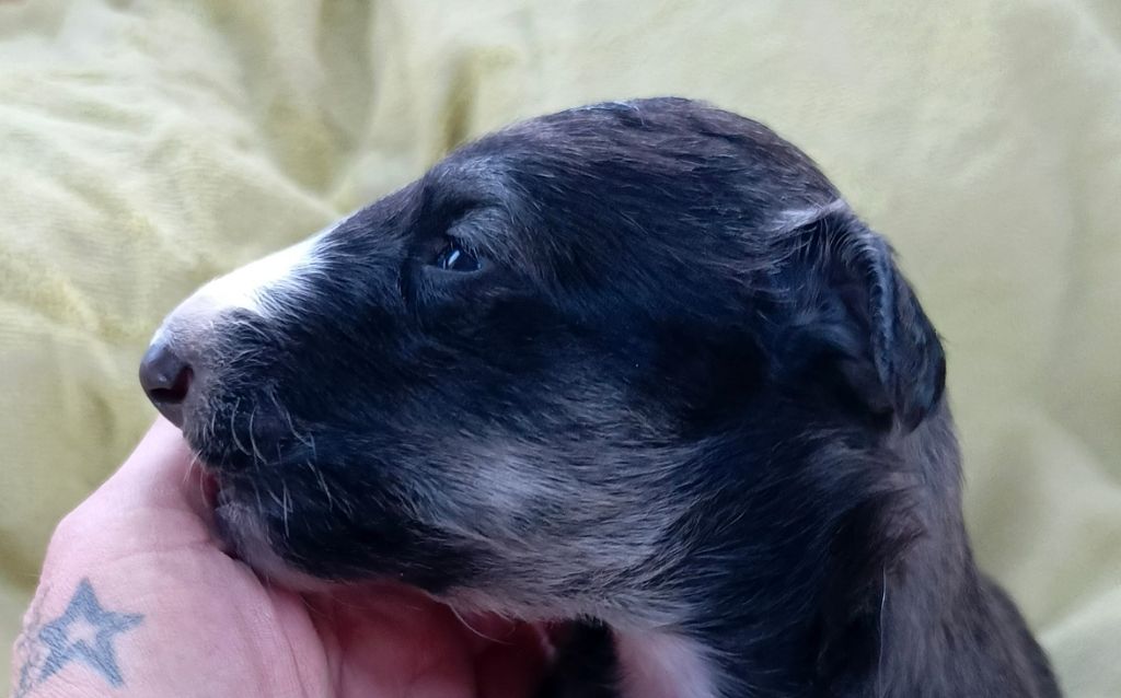 Des Svoras De La Centauresse - Chiots disponibles - Barzoi