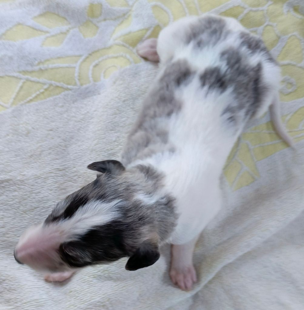 Des Svoras De La Centauresse - Chiots disponibles - Barzoi